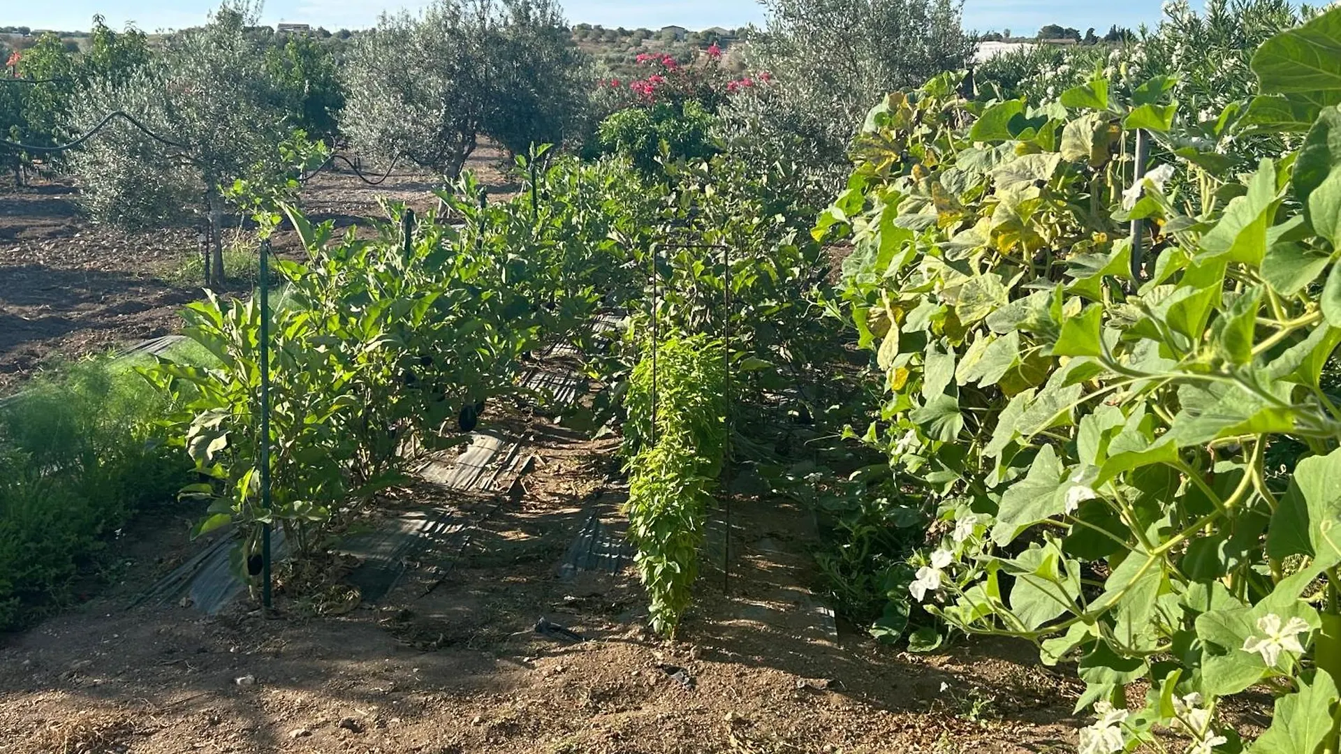 Baglio Il Gelso E L'Ulivo Appartamento Il Carrubo Reitani 0*,  Italy
